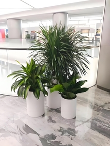 宁波北仑植物出租哪家优？带你找到最佳答案！